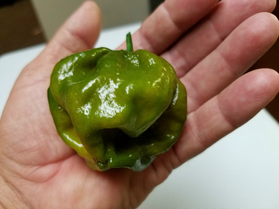 7 Pot Evergreen chile pepper plant grown from seeds with wrinkled green pods and intense heat