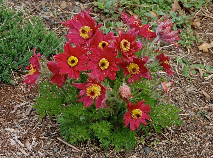 Red Pasque Flower ��������� Pulsatilla vulgaris ��������� for planting in home flower gardens