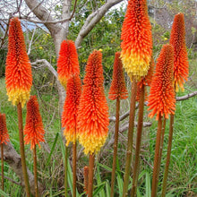 Cnifofia Seeds for a lasting display in the Garden