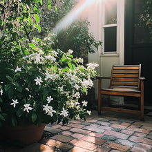 Night Blooming Jasmine Seeds (Cestrum nocturnum) for a lasting display in the Garden & Flower Bed