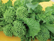 Broccoli Raab Seeds prized among growers for healthy Green Vegetables