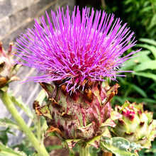 Cardoon Seeds for growers filling out the Garden