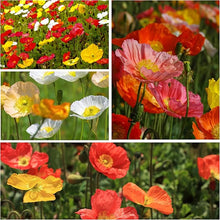 Persian White Poppy Seeds for growers seeking a long-blooming display