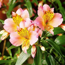Peruvian Lily Alstroemeria White Mixed Seeds for gardeners building out beds and borders