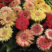 Gerbera Daisy Seeds (Gerbera jamesonii) for seasonal color across the Flower Bed & Garden