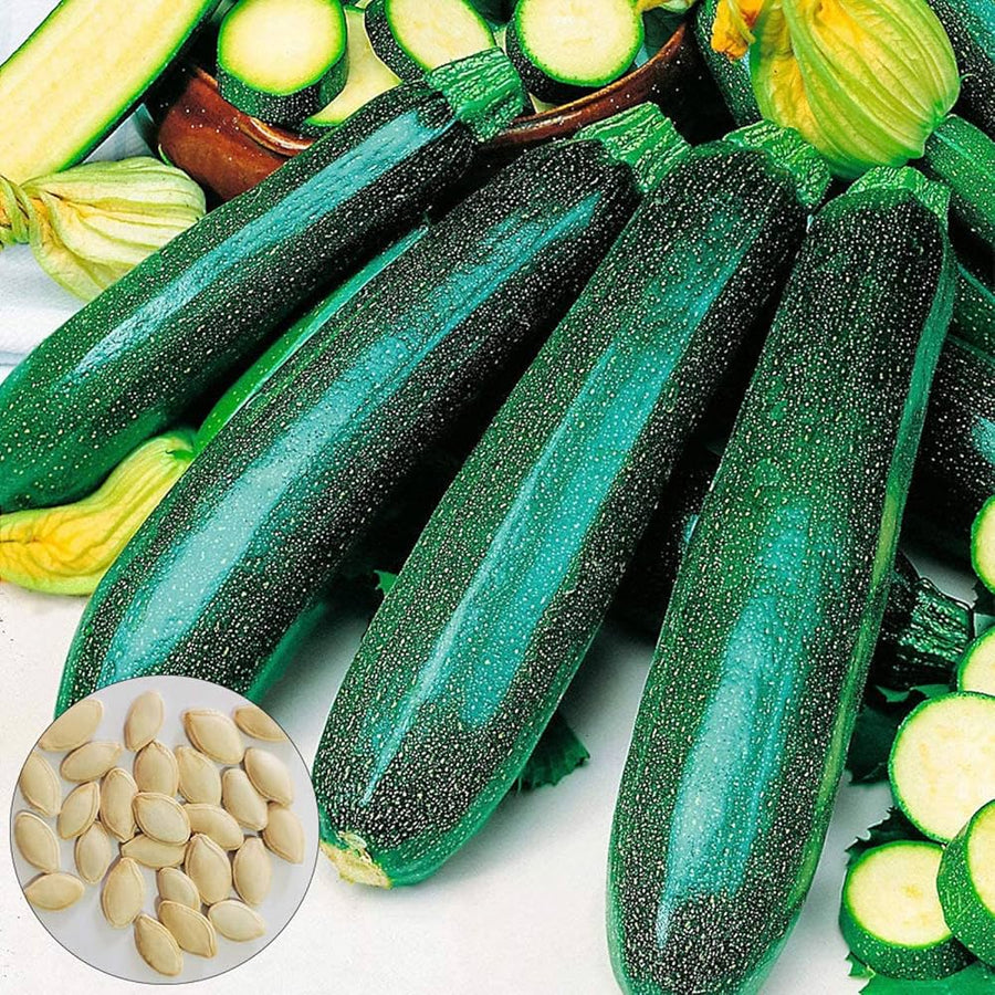 Dark (Green Zucchini Squash Seeds – Productive Summer Vegetable Variety) for planting in garden