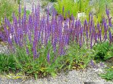 Lophantus Seeds for seasonal color across the Flower Bed & Urban Garden