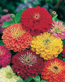 Dahlia Dahlia Pinnata Seeds for colorful blooms in the Backyard Colorful Flower Beds