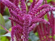 Giant Amaranth Seeds (Amaranthus cruentus) for a bright addition to the Flower Bed or Garden Border