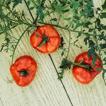 Purple Bumble Bee Tomato Seeds (Solanum lycopersicum) for a fresh homegrown crop from the kitchen and vertical gardens
