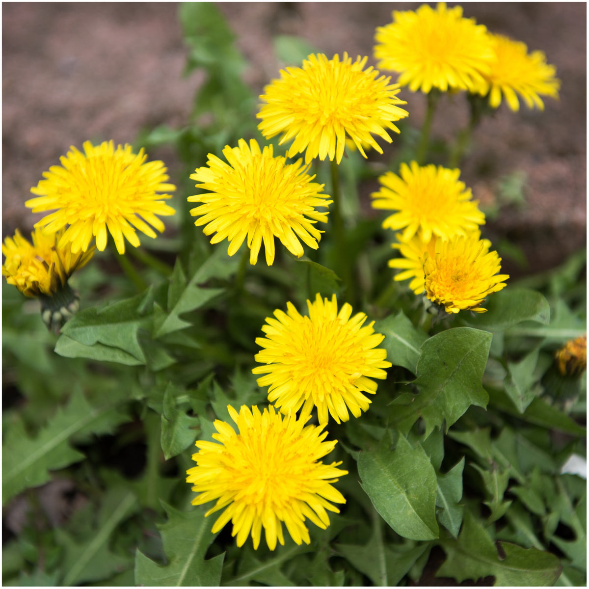 Dandelion Taraxacum officinale herb seeds for kitchen garden planting - for planting in home garden