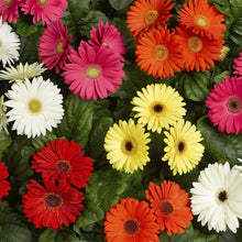 Gerbera Daisy Seeds (Gerbera jamesonii) for seasonal color across the Flower Bed
