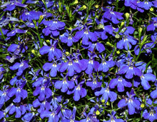 Lobelia Cobalto Blu Perennial Border Planting Seeds for growers seeking a long-blooming display