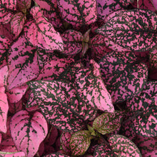 Hypoestes Select Splash Red Seeds valued for indoor or Outdoor Blooms