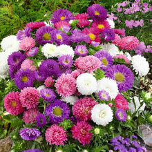 Autumn Coin Plant Seeds (Lunaria annua) for colorful blooms in the fall flower beds and rustic gardens