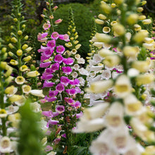 Foxglove Seeds (Digitalis purpurea) for a lasting display in the Flower Woodland Garden