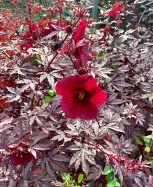 Cranberry Hardy Crush Hibiscus Seeds (Hibiscus rosa-sinensis) for growers filling out the Flower Bed