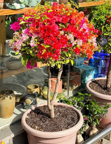 Bougainvillea Mixed Colors Seeds for growers seeking a long-blooming display