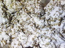 Mushroom Plant Seeds (Rungia klossii) for a lasting display in the Herb Garden