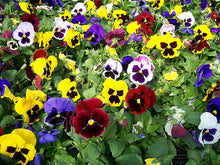 Viola Sorbet XP Rosa Halo Seeds known for white Viola Flowers