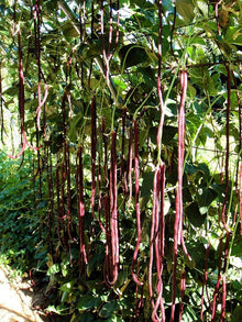 Long red bean seeds (Vigna unguiculata) for planting in home vegetable garden