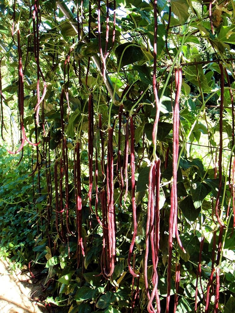 Long red bean seeds (Vigna unguiculata) for planting in home vegetable garden
