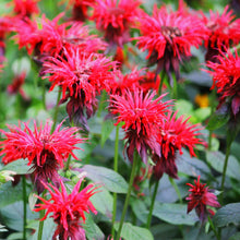 Plant Seeds (Bee balm) for colorful blooms in the pollinator gardens or sunny backyard beds