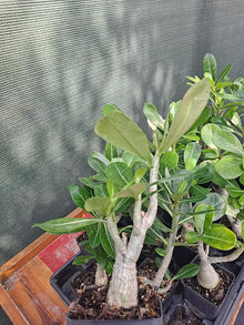Dolce Summer Desert Rose Adenium Obesum Bonsai Seeds for a lasting addition to the landscape