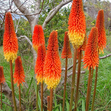 Kniphofia Torch Lily Seeds for reliable seasonal color