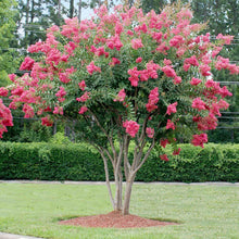 Rhododendron Rose for planting