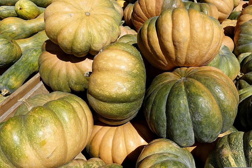 Zucchini Aspn-RAN Pumpkin Seeds summer squash