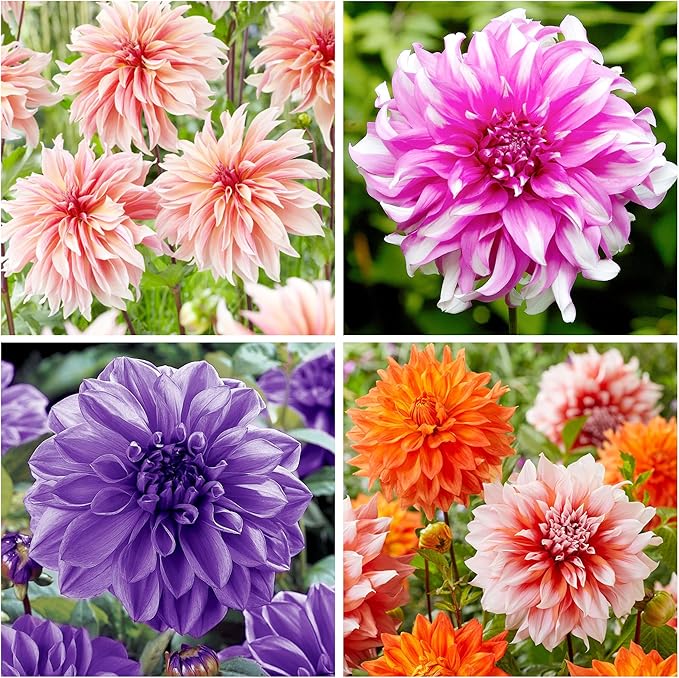 Dahlia Dahlia Pinnata Flower Seeds for Planting – Bright and Bold Blooms for Garden Beds and Decorative Borders