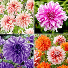 Dahlia Dahlia Pinnata Flower Seeds for Planting – Bright and Bold Blooms for Garden Beds and Decorative Borders