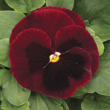 Annual Red Viola Witrockiana Flower Biennial Pansy Seeds for growers seeking a long-blooming display