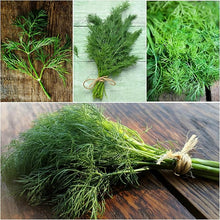 Dill Flower Bouquet Seeds for a fragrant addition to the herb patch