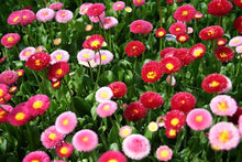 Rainbow Daisy Seeds (Bellis perennis) for a bright addition to the Flower Bed & Home Garden