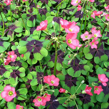 Oxalis Triangularis Mixed Seeds for reliable seasonal color
