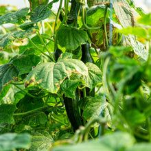 Parisian Pickle Cucumber Seeds for growers stocking the Small, Crunchy Garden Cucumbers