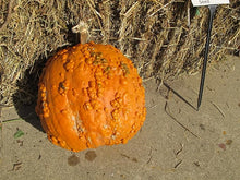 Knucklehead Pumpkin seeds