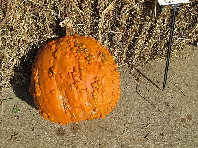 Knucklehead Pumpkin seeds