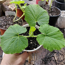 Pumpkin Seeds (Cucurbita pepo) for growers stocking the Vegetable Patch