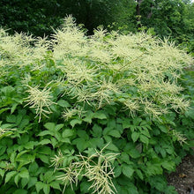 Aruncus Dioicus Seeds for seasonal color across the Garden