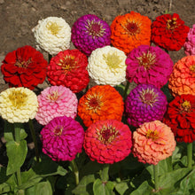 Lilliput Zinnia Seeds (Zinnia elegans) for growers filling out the compact garden borders and colorful planting