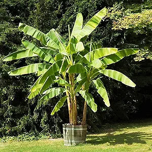 Dwarf Banana Musa spp for planting in urban garden