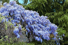 Blue Japanese Lilac Carnation Seeds for growers filling out the Home & Garden