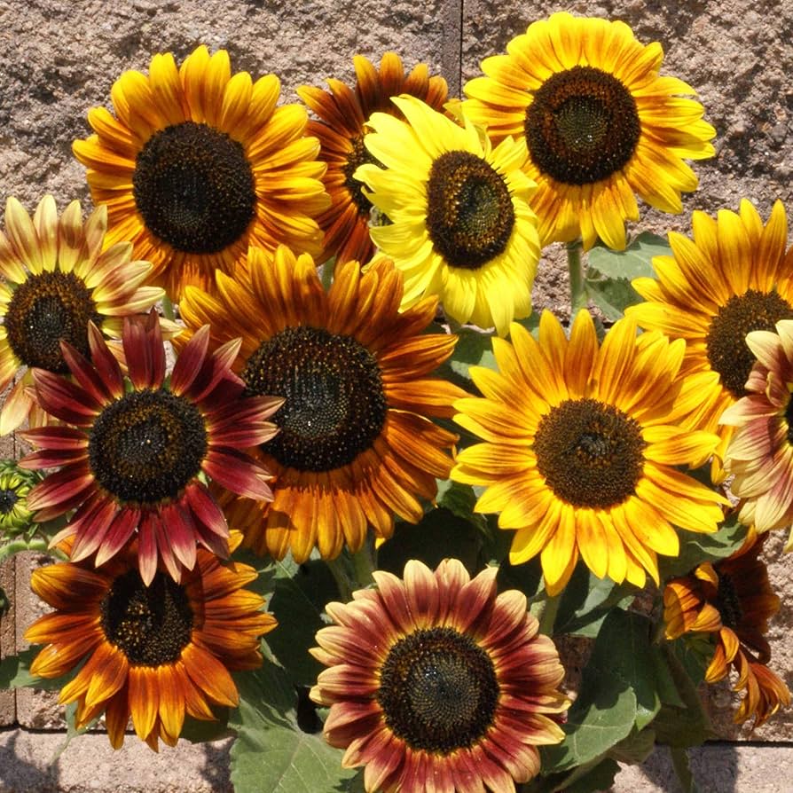 Autumn Beauty sunflower (Helianthus annuus) for planting in flower garden