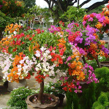 Bougainvillea Seeds (Bougainvillea glabra) for growers filling out the vertical garden or sunny backyard trellises