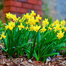 JBA Dwarf Daffodil Bulbs for growers seeking a long-blooming display