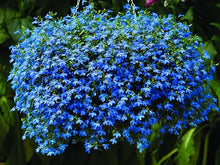 Anagallis 'Skylover' Lobelia Rare Seeds for growers filling out the Balcony & Garden