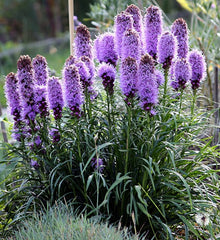 Purple Blazing Star Liatris Spicata Bulbs for reliable seasonal color